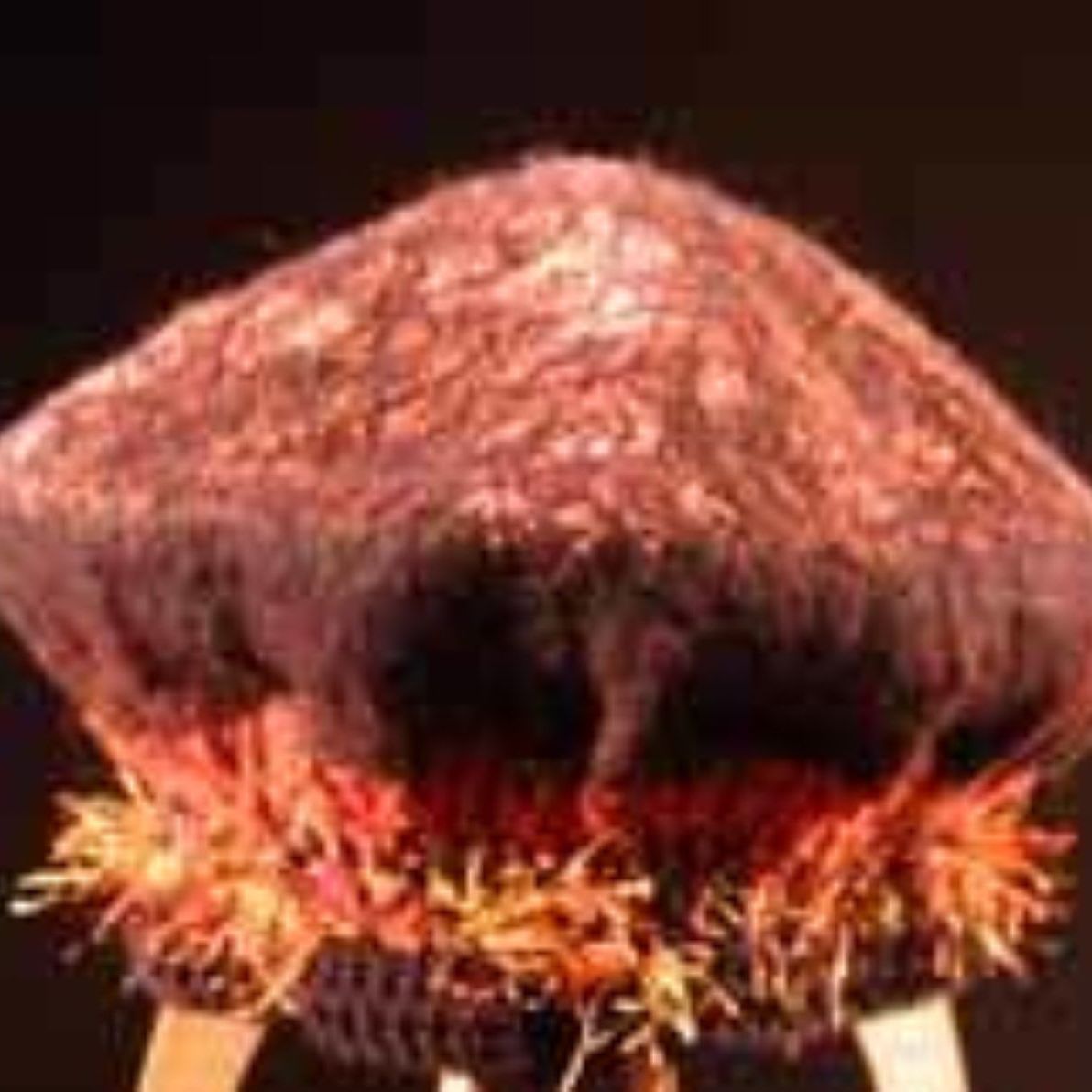 A close up of a jellyfish sitting on top of a stool.