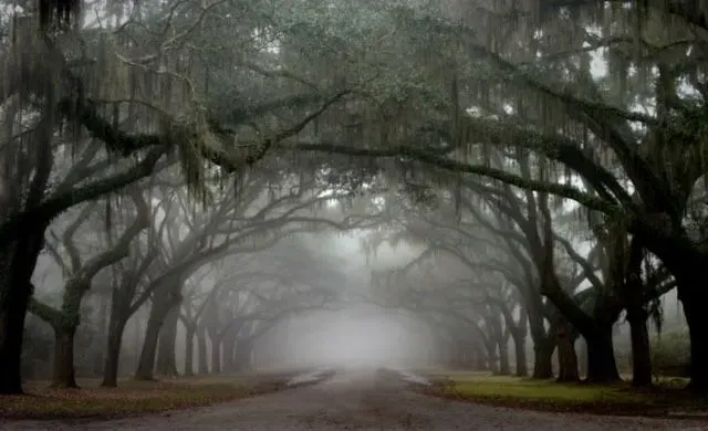 Road lined with large, arched trees draped with moss, shrouded in mist, creating a tunnel effect.