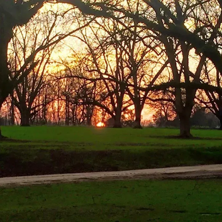 Sunset through trees in a grassy field. Silhouetted branches against an orange and yellow sky.
