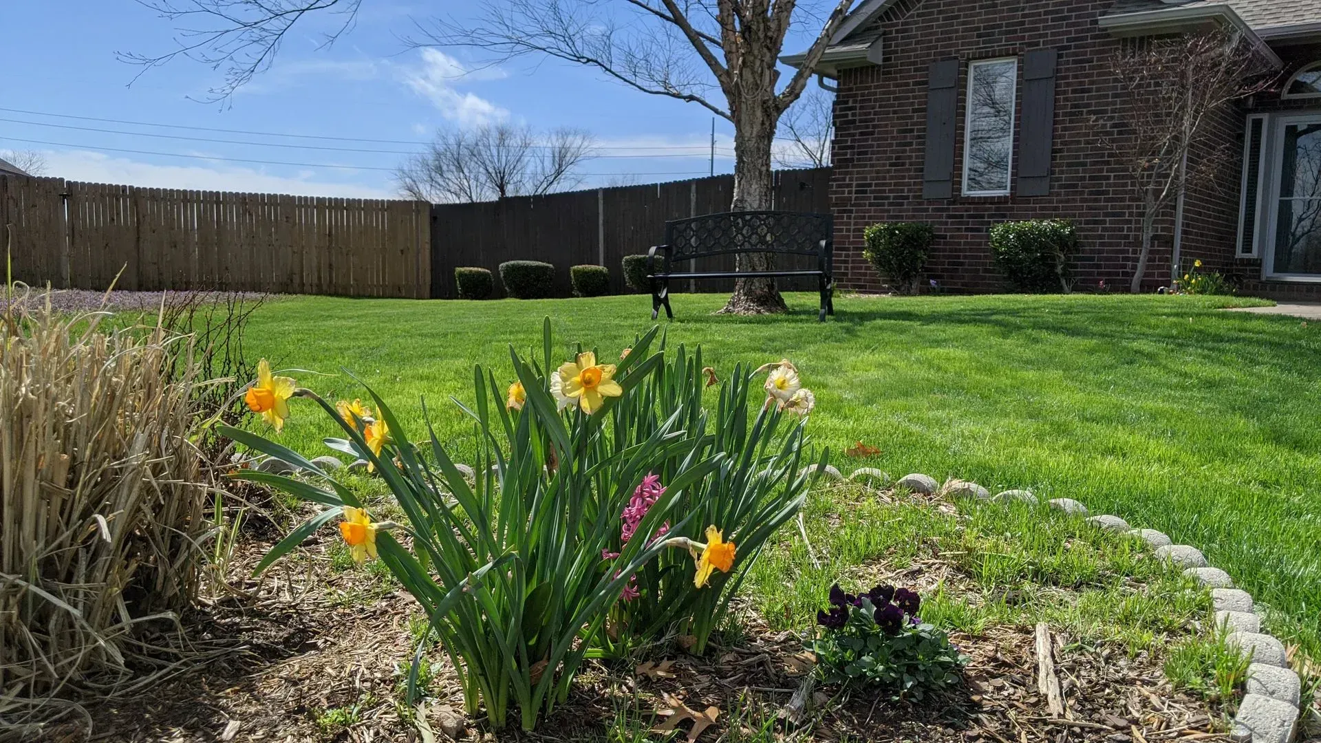 Yellow daffodils bloom in a garden, with a bench under a tree and a brick house in the background.