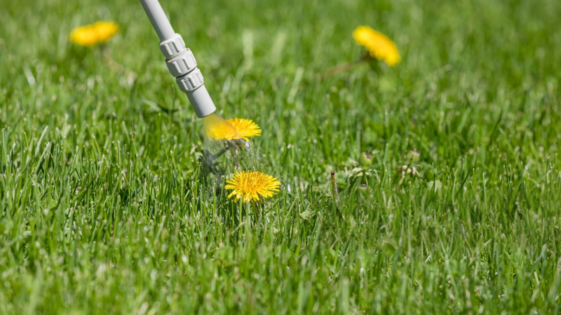 A nozzle sprays a yellow weed in green grass.