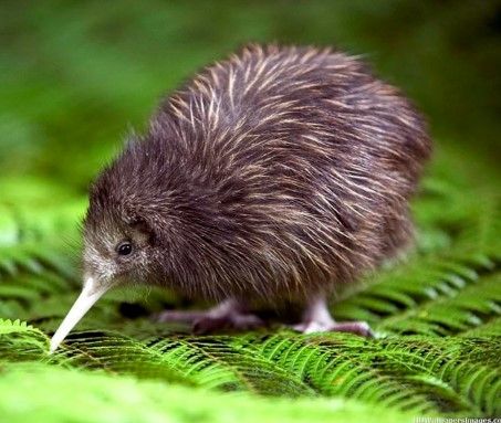 Palm Court Motel - Kiwi House