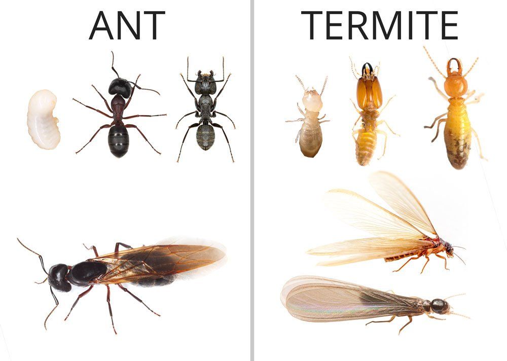 Side by side comparison of termites and carpenter ants