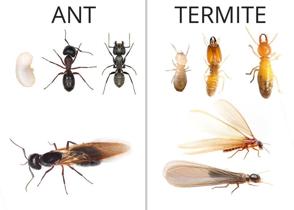 Side by side comparison of termites and ants