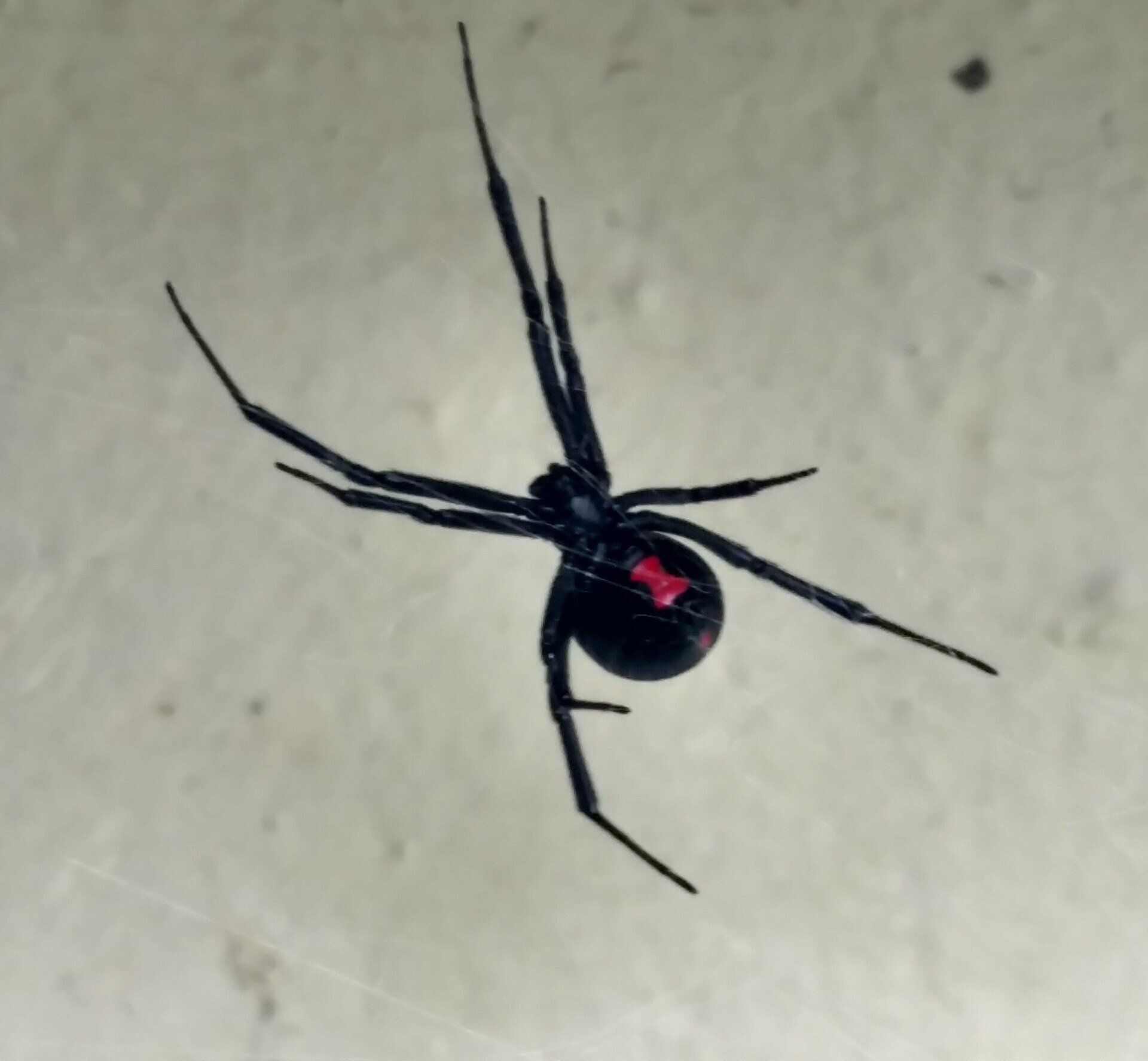 Black Widow Spider in Kansas