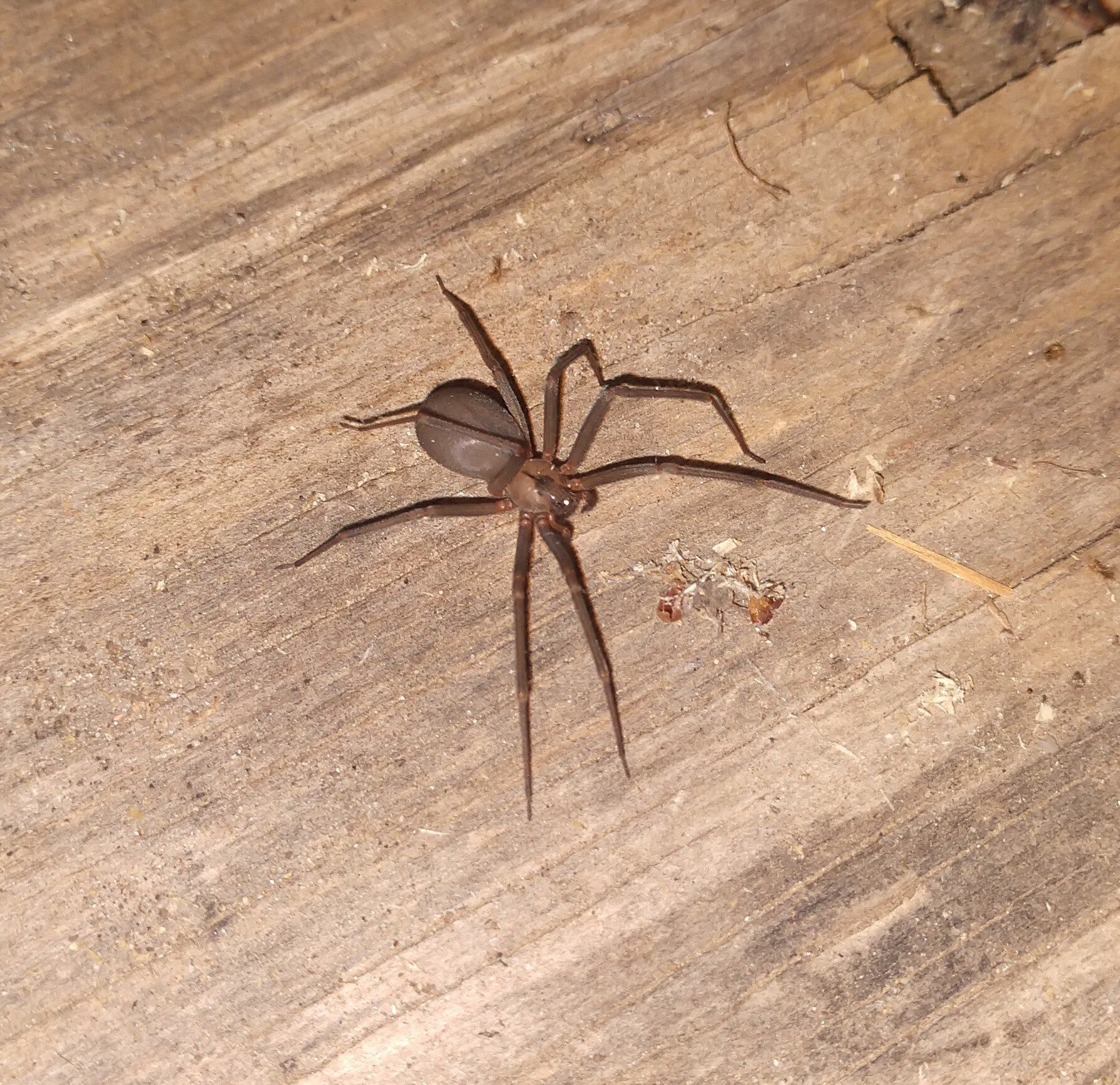 Brown Recluse Spider in Wichita