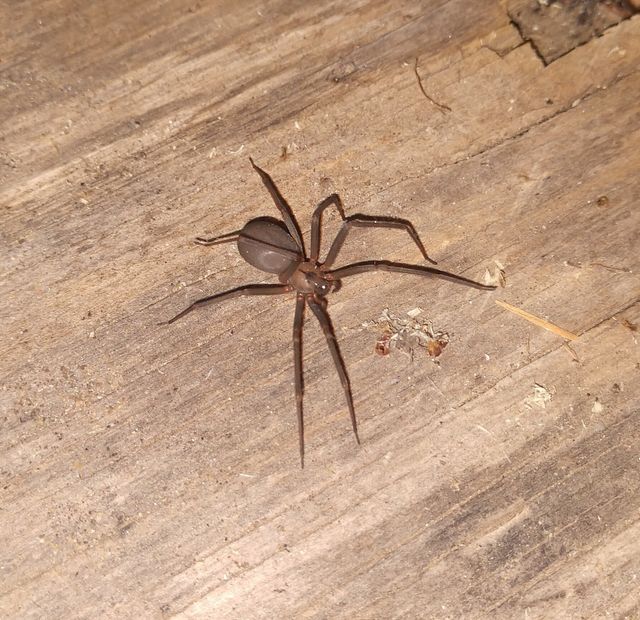 Brown Recluse Spider 640w 