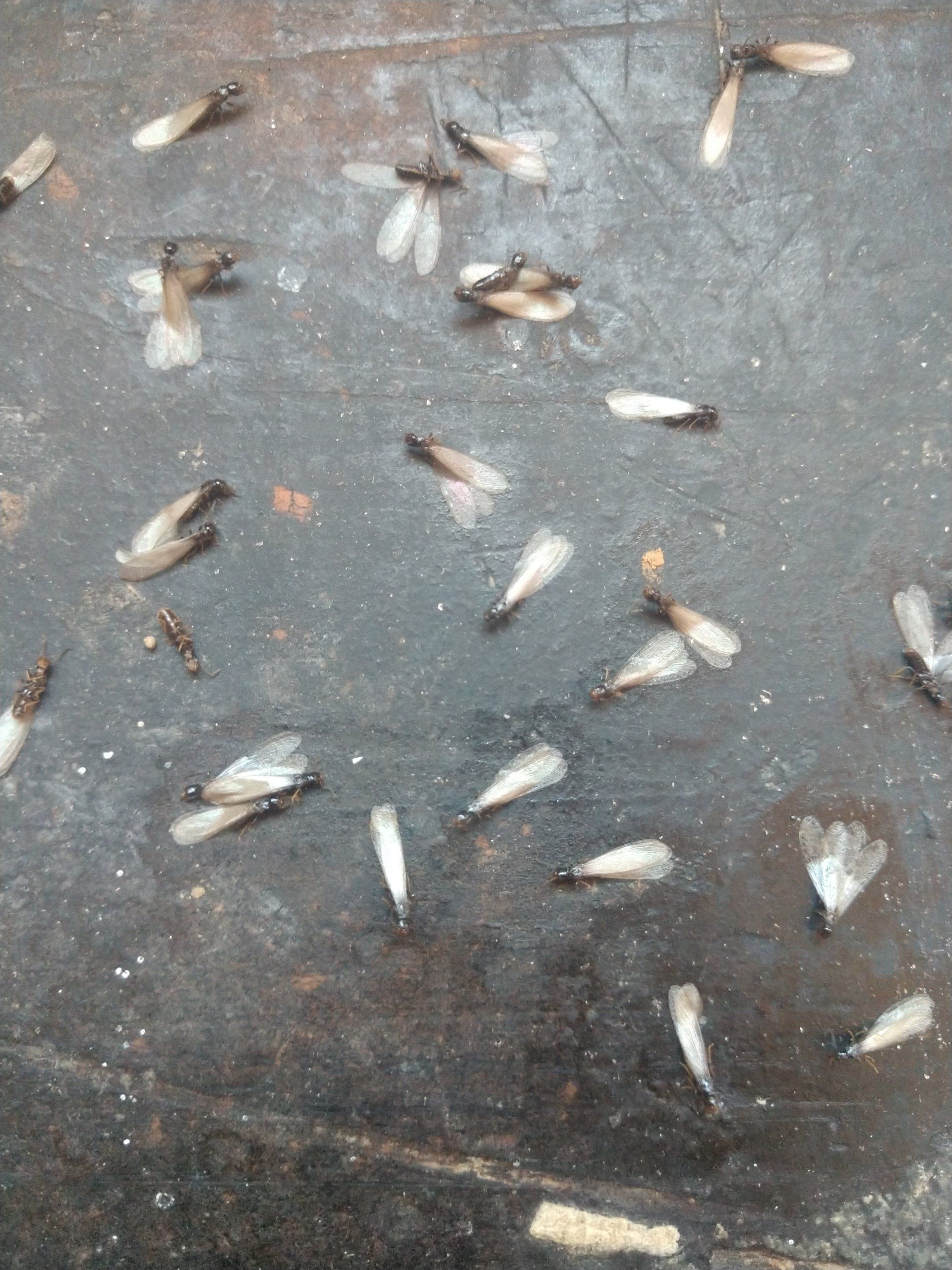 How to tell Termites apart from Ants