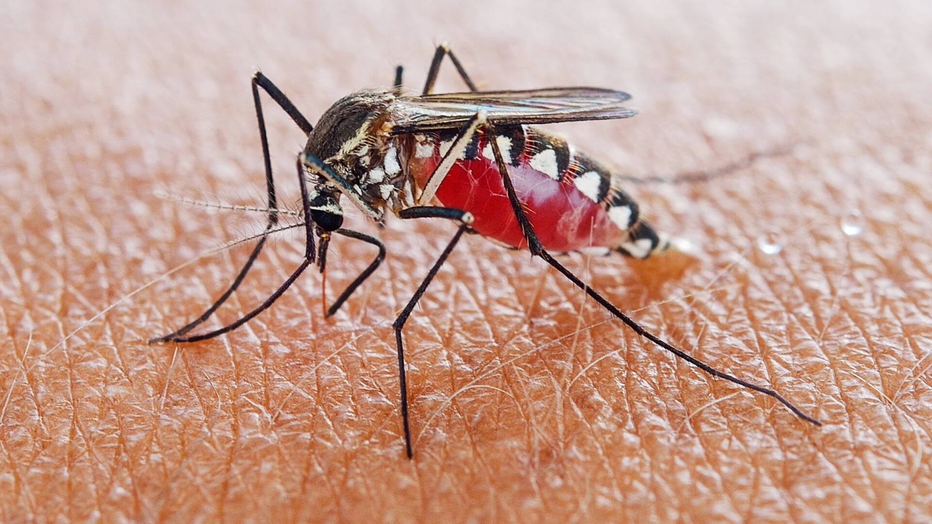 Mosquito on Skin Closeup Wichita Kansas