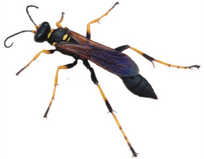 Common wasp in Wichita KS