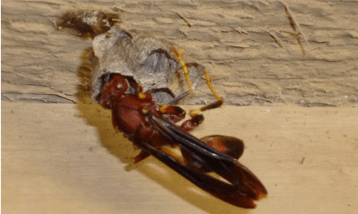 Annoying Wasp found in Wichita KS