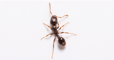 Pavement ant with stinger