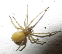Yellow Sac Spider in Kansas