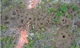 Holes from big headed ants