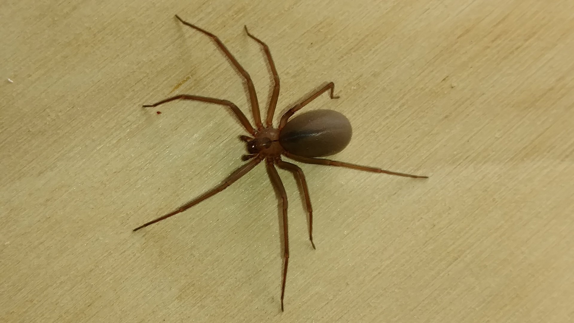 Brown Recluse Spider Specialists
