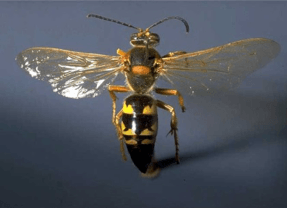 Cicada Wasp Killer in Wichita KS