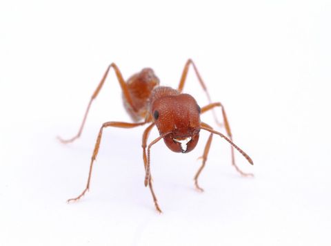 Close view of harvester ant