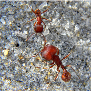 Harvester ants outside of home