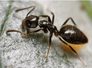 Black odorous ant foraging