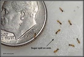 Ghost ants eating sugar