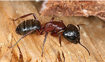 Carpenter ant on wood