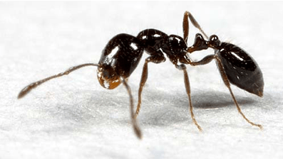 Little black ant on white paper