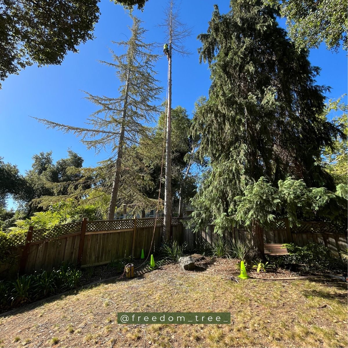 Tall, dead tree trunk stands in a yard, surrounded by other trees and a wooden fence under a bright blue sky.