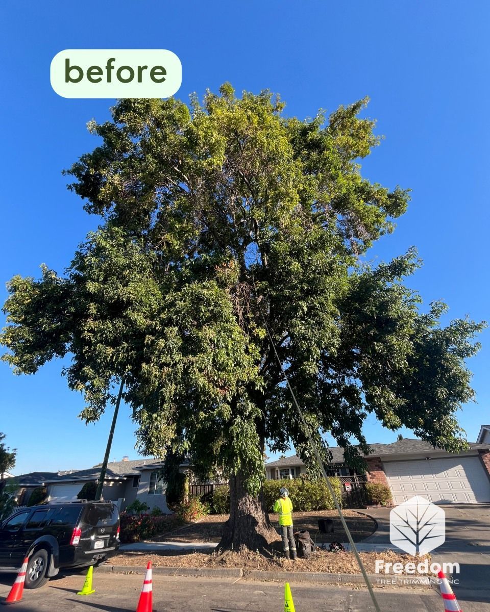 Large tree being trimmed by worker in a residential area.