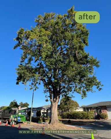 Tree after trimming, with a blue sky background and some houses.