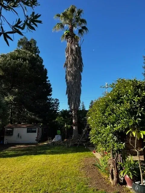 Tall palm tree in a backyard with green grass, a small building, and other plants under a clear blue sky.