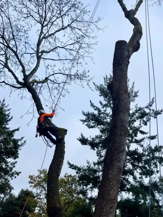 Arborist in harness cutting a tree branch on a cloudy day.