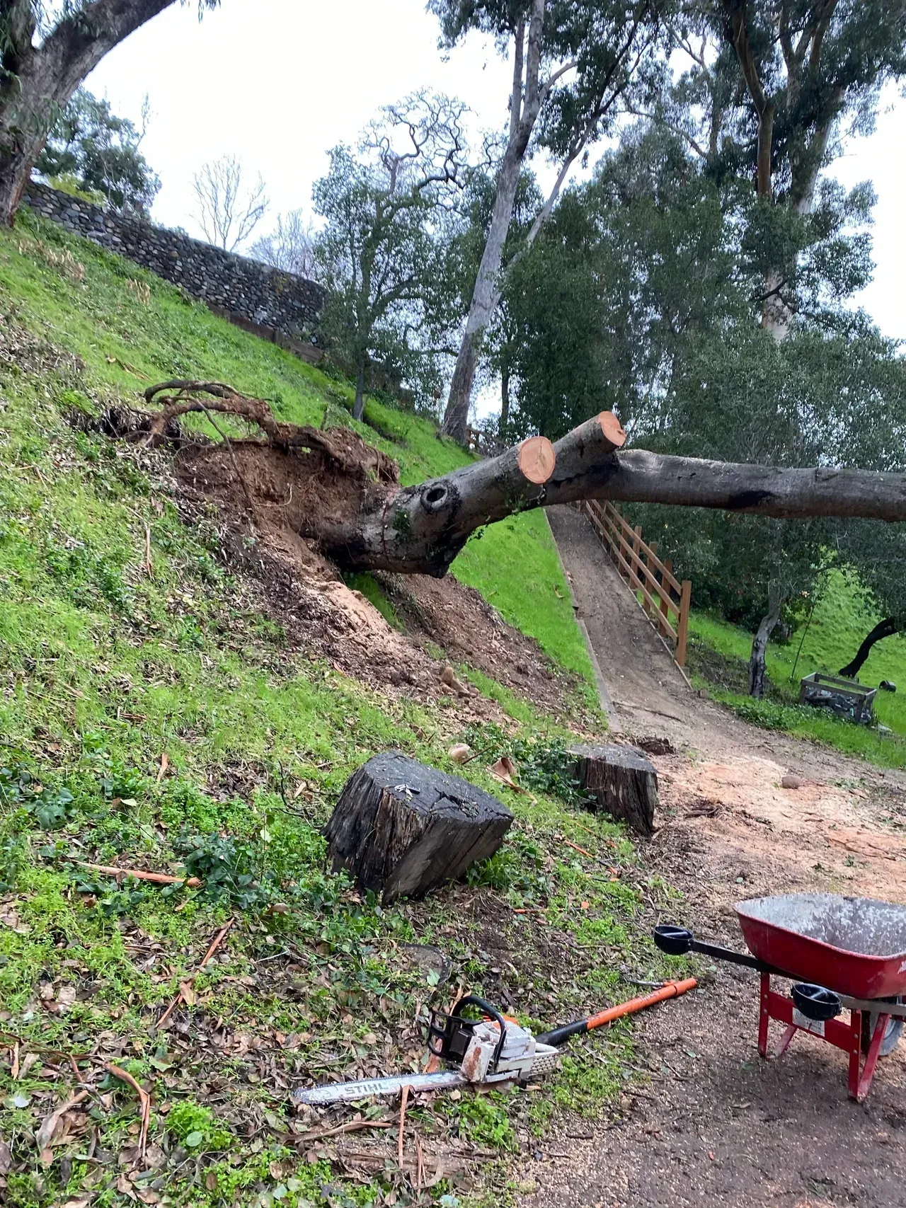 A cut tree on a grassy hillside; chainsaw and tools lie near the path.