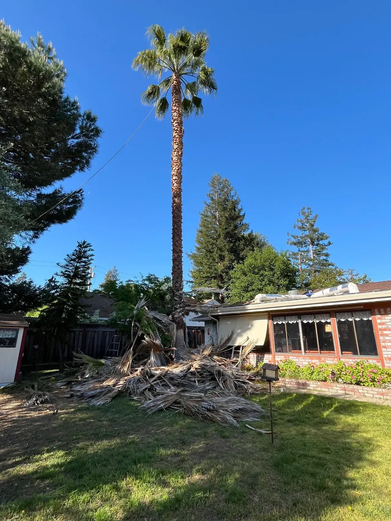 Tall palm tree with debris, in backyard with a house under a blue sky.