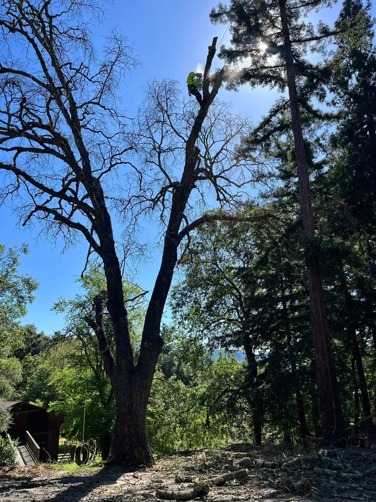 Large tree with bare branches against a bright blue sky, surrounded by green foliage and other trees.