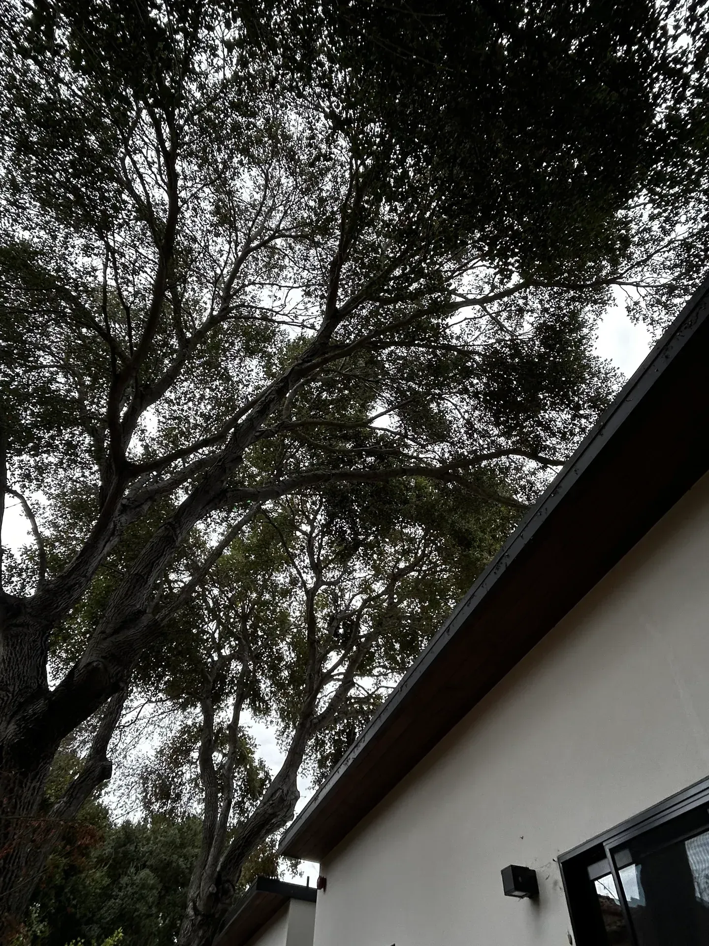 Large tree branches over a building with a light-colored exterior and dark roof, overcast sky.