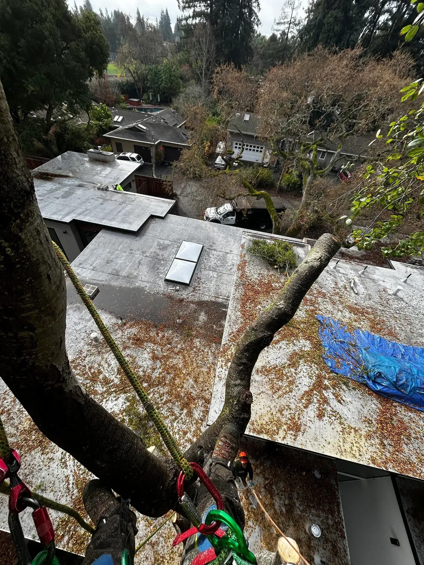 Roofer in tree trimming branches near a house with gray roofs; fall leaves.