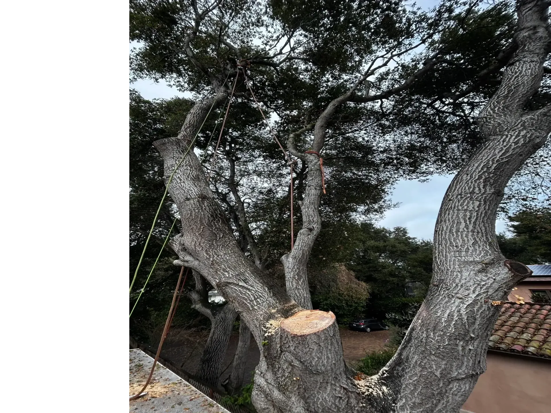 Tree with cut branches, ropes, and a partially visible tiled roof outdoors.