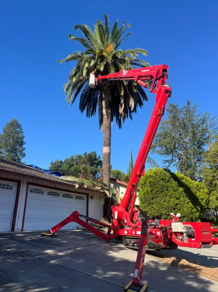 Red lift truck trimming a palm tree in front of a white garage under a clear blue sky.