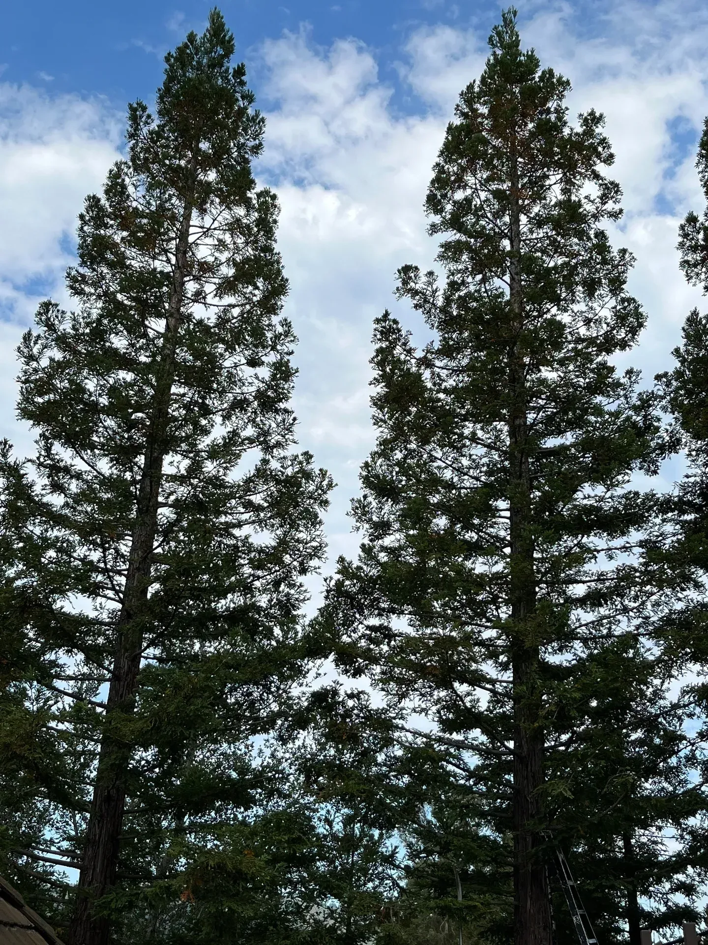 Tall green trees against a partly cloudy blue sky.