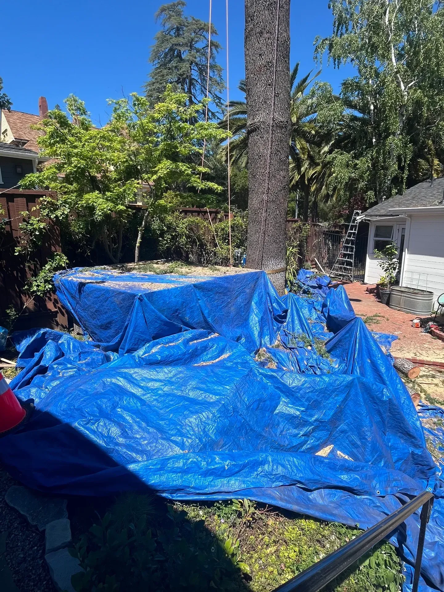 Blue tarp covers debris on grass, next to a tree being worked on; sunny backyard scene.