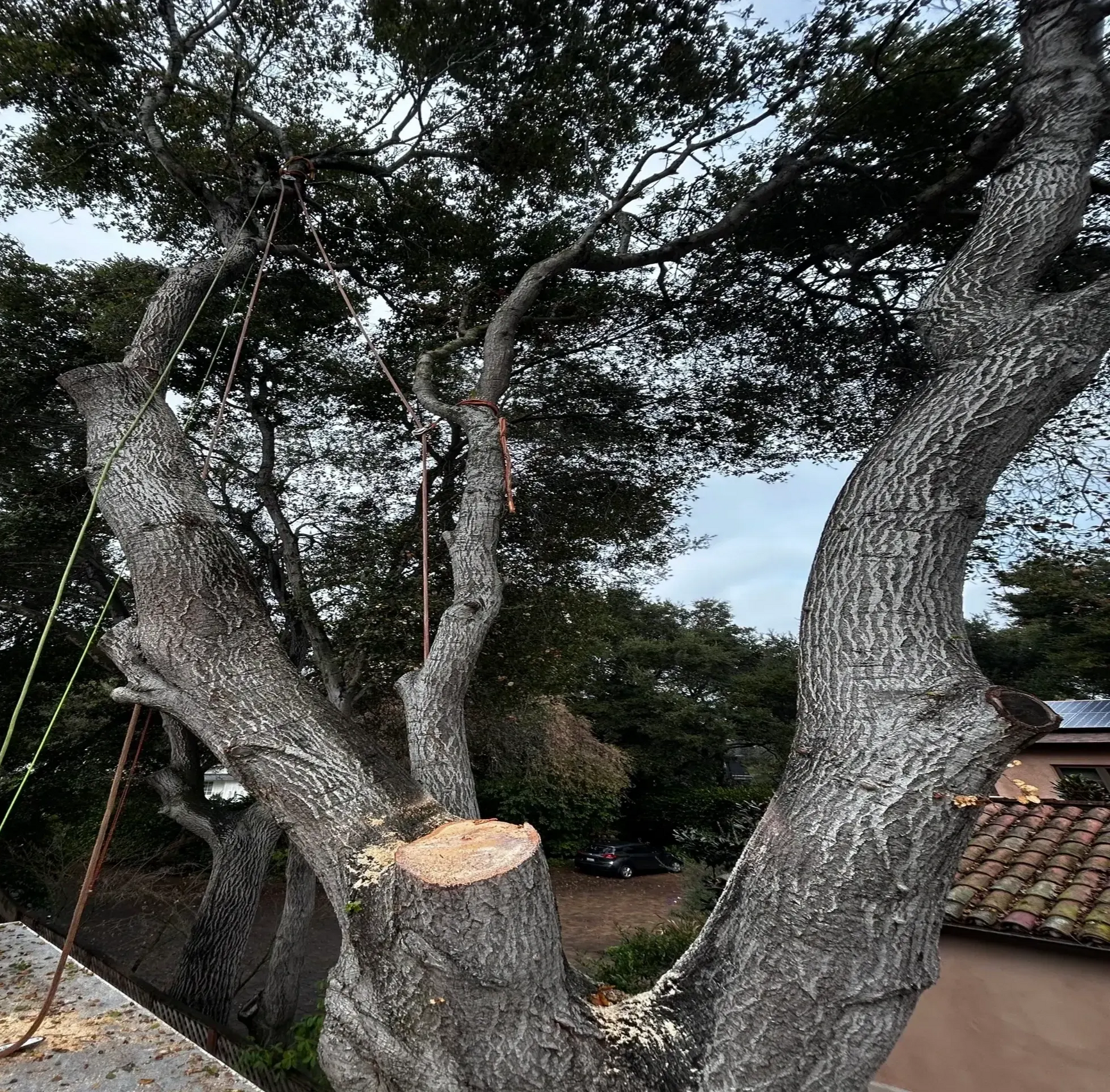 Tree being trimmed; chainsaw at work. Branches are gray, setting appears to be outdoors, cloudy sky.