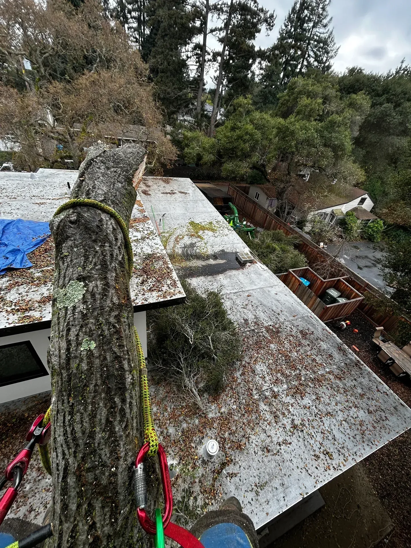 Tree trunk with ropes on a roof. Leaves and debris cover the roof. Trees and overcast sky in the background.