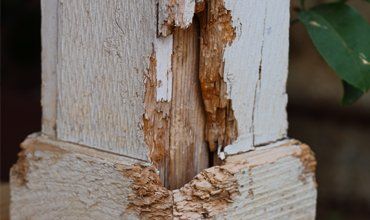 Damp proofing and woodworm treatment