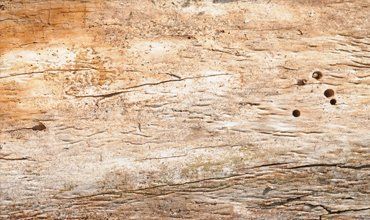 woodworm treatments