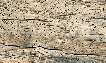 woodworm infestation