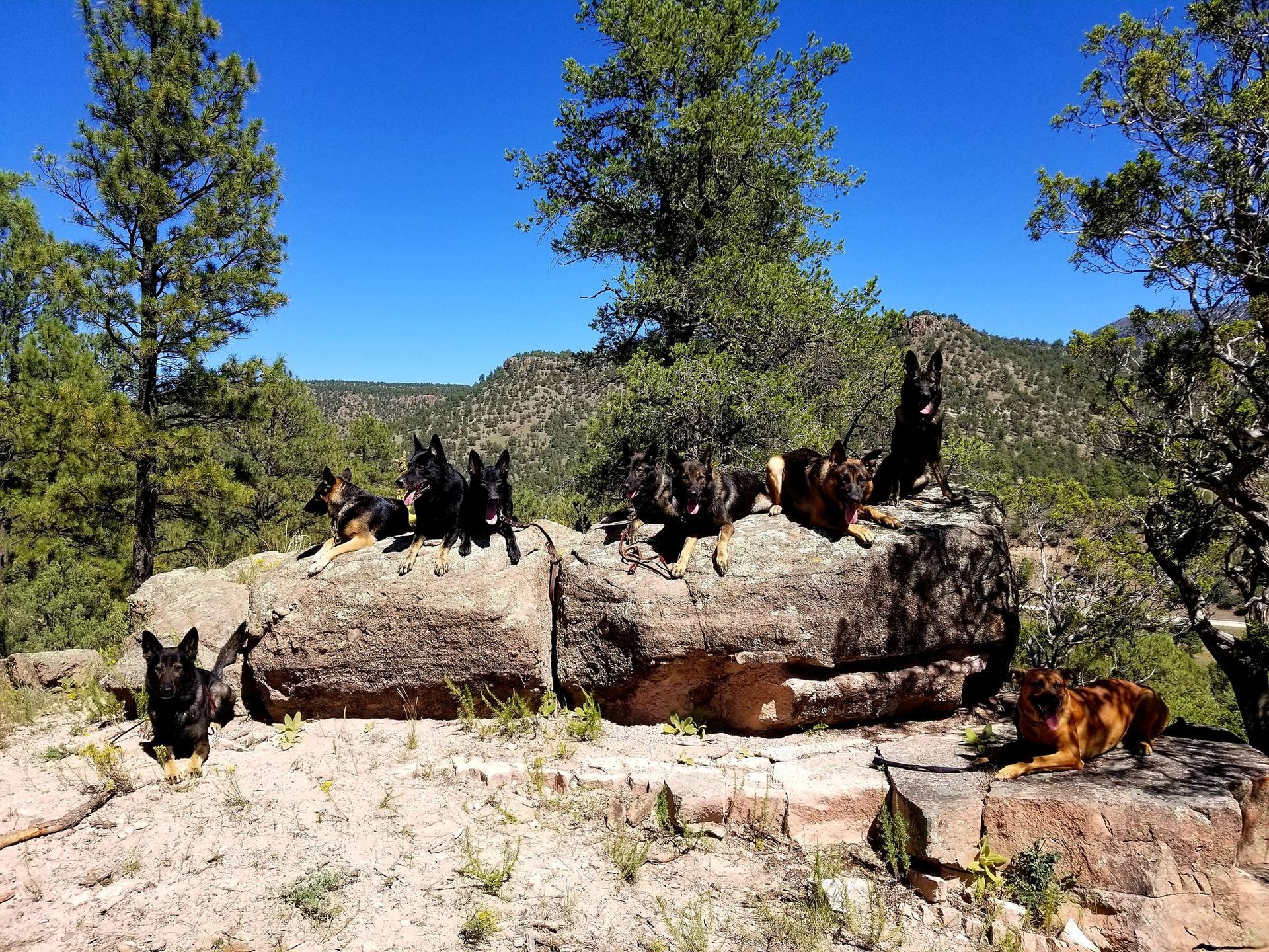 A group of German Shepherds resting on a large rock with a mountain backdrop. Sunny day.