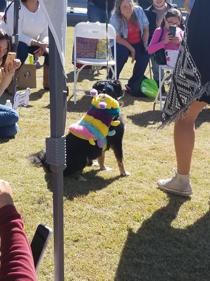 Dog dressed as a caterpillar at an outdoor event, surrounded by people and chairs.