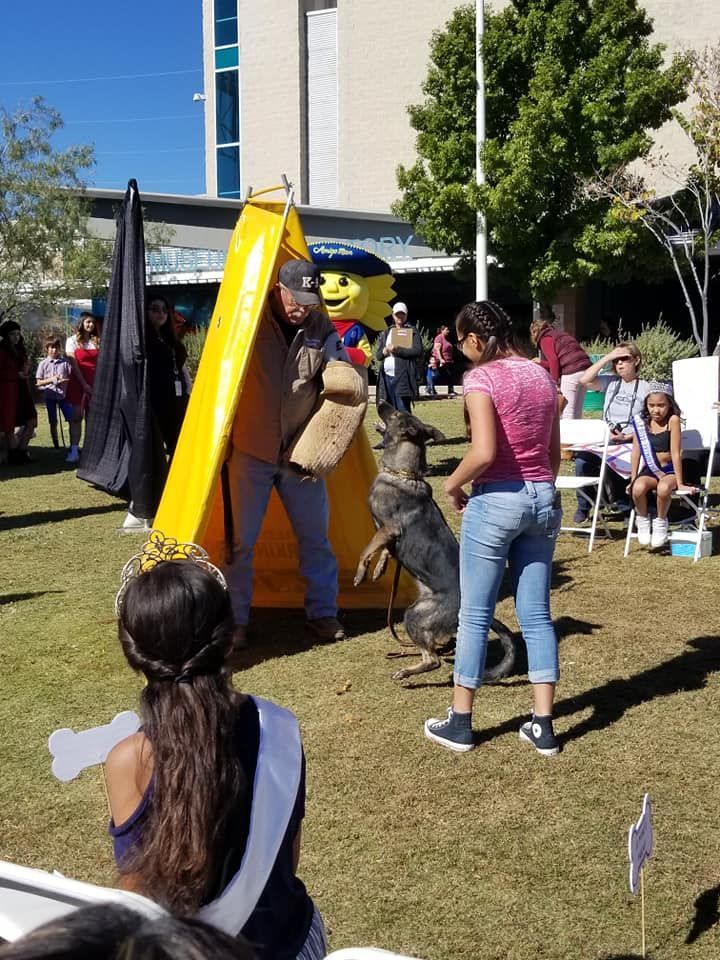 Man in a bite suit with German Shepherd dog. Crowd and LEGO mascot in background, outdoors.