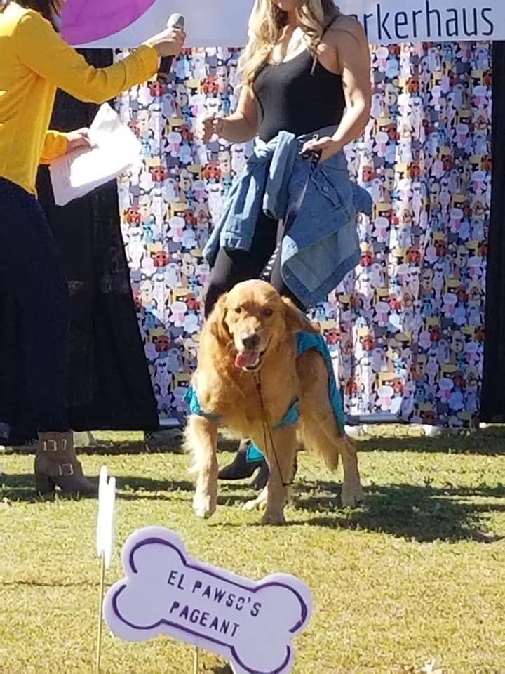 Golden retriever at a pageant with women in the background. Sign reads 