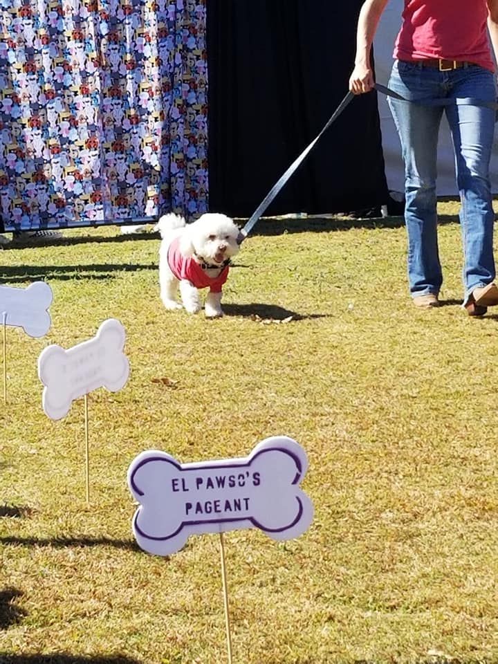 Dog in pink sweater on leash at 